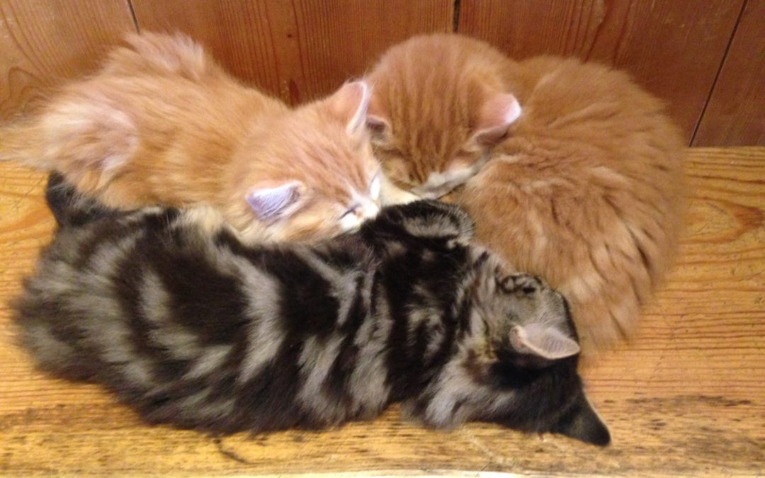 Erholsamer Schlaf dank KomplementärTherapie